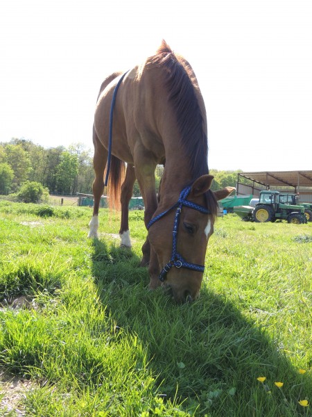 Photo de profil de horselolo