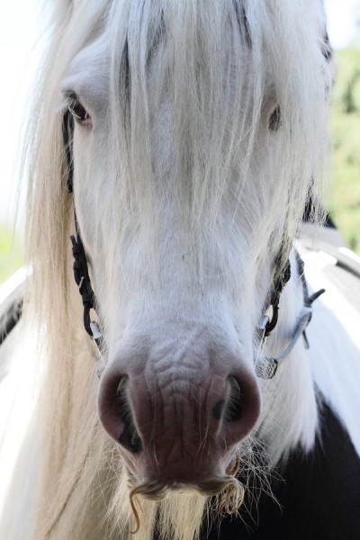 Photo de profil de horse.peace