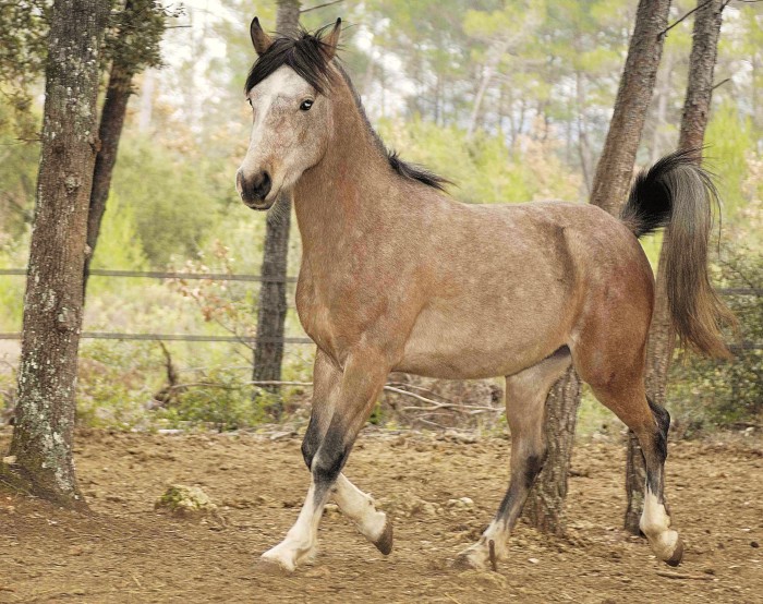 Photo de profil de horsesitter
