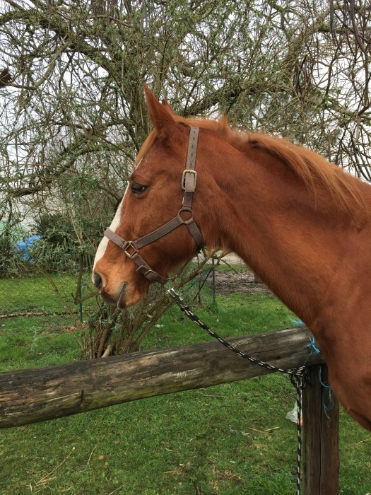 Photo de profil de iachi