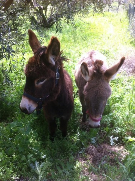 Photo de profil de ibio