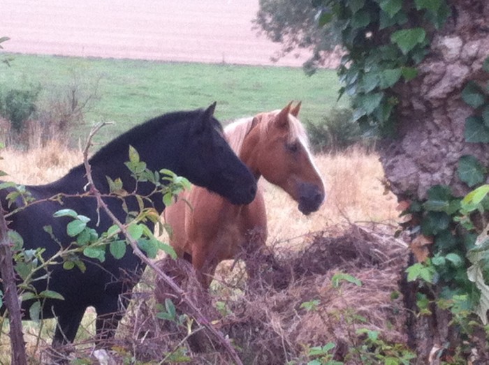 Photo de profil de isauria78