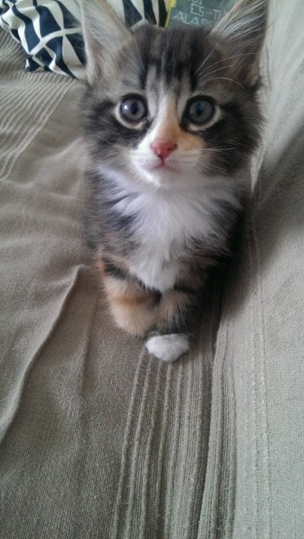 Photo de profil de jerenix