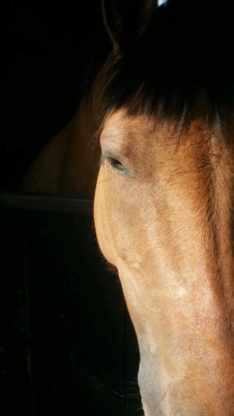Photo de profil de justinepony