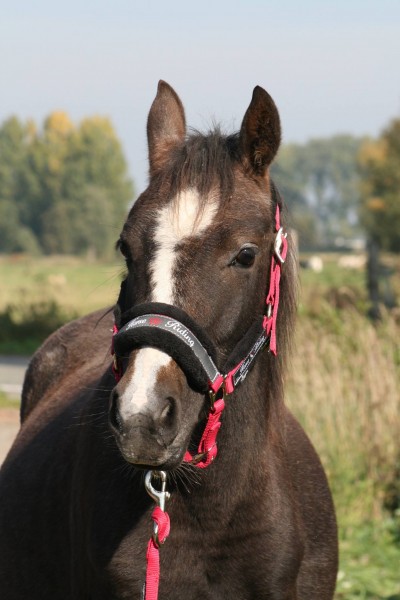 Photo de profil de karioka