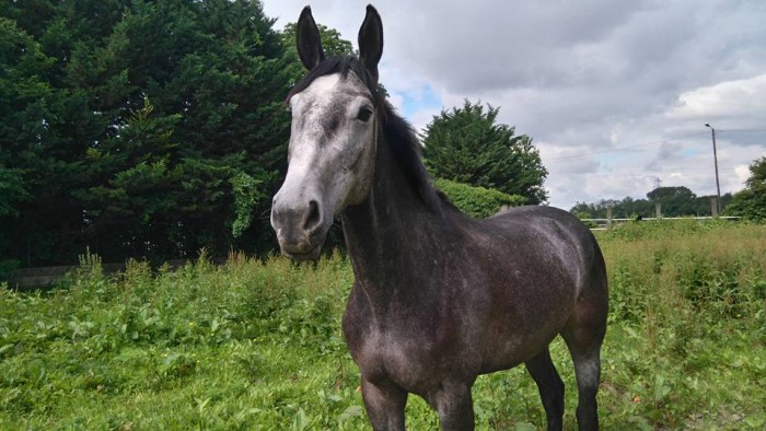 Photo de profil de kollen