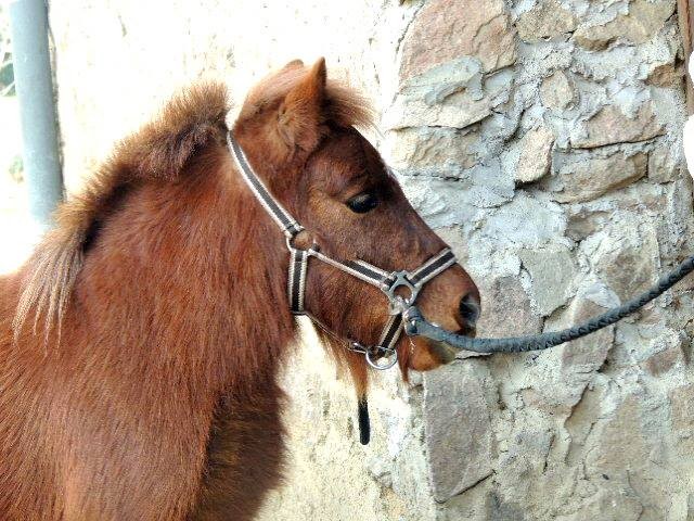 Photo de profil de leaturullcheval