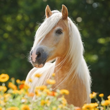 Photo de profil de lililoustic74