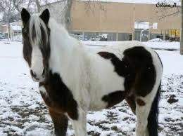 Photo de profil de lilounamira