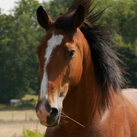 Photo de profil de lorenacheval