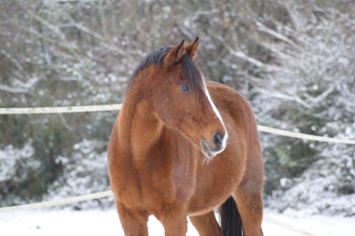 Photo de profil de lovehorse47130