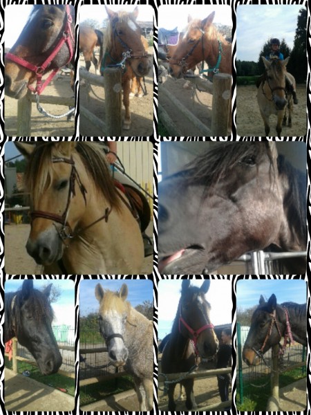 Photo de profil de lovehorses09