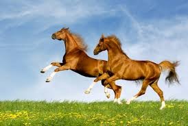 Photo de profil de lovelyhorsy