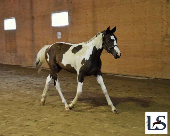 Photo de profil de loversporthorse