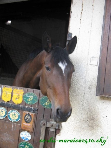 Photo de profil de lphasohorsy