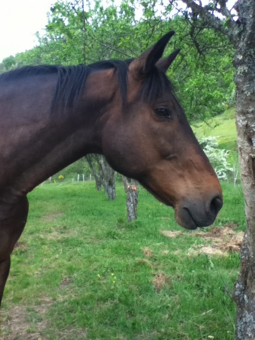 Photo de profil de lucie111