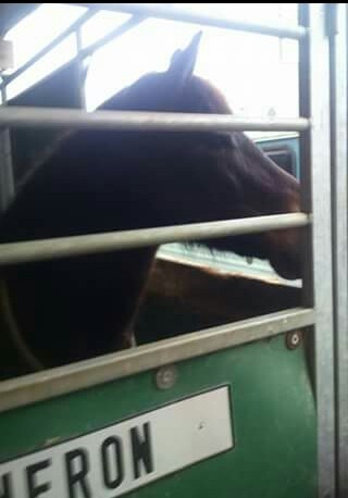 Photo de profil de luluchevaux2003