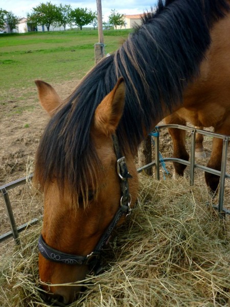 Photo de profil de lutel