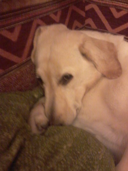 Photo de profil de luther