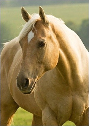 Photo de profil de manon86