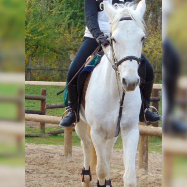 Photo de profil de marlene94horse