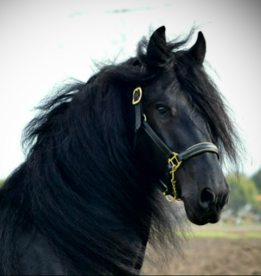 Photo de profil de mazzeppa