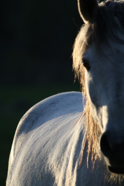 Photo de profil de meddleswan