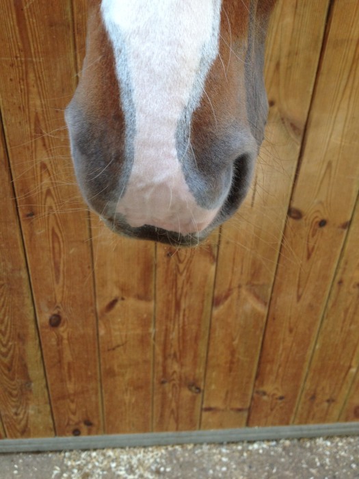 Photo de profil de milo_cavaliere