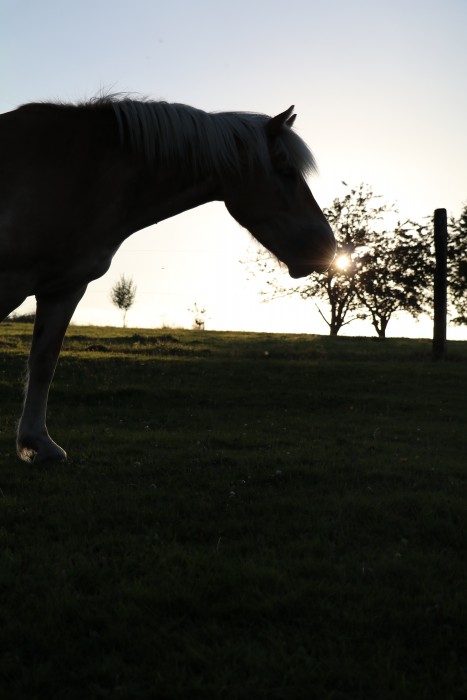 Photo de profil de mirabelle08