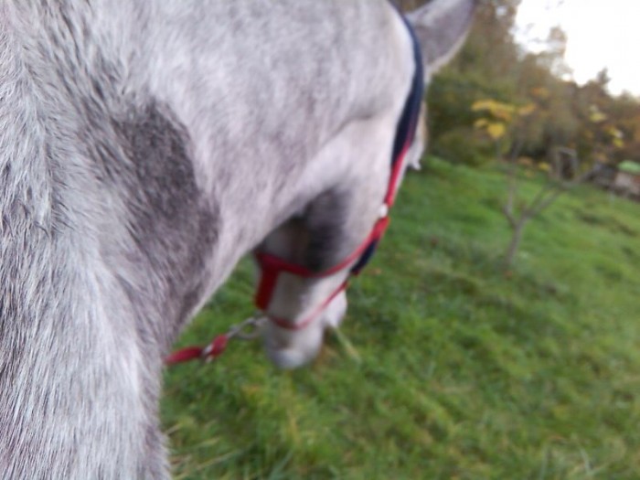 Photo de profil de miss_horse