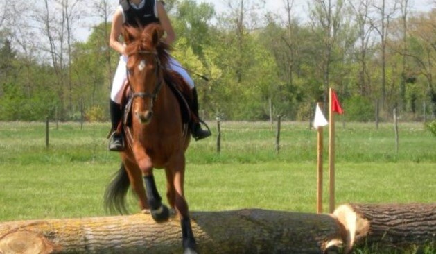 Photo de profil de mllehorse2