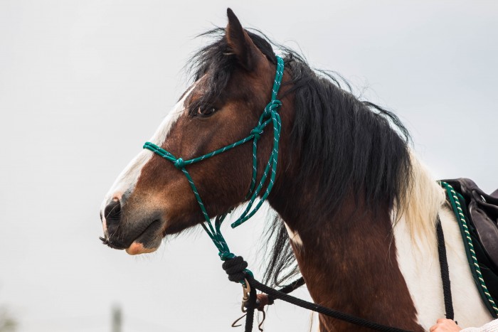 Photo de profil de nimbusson