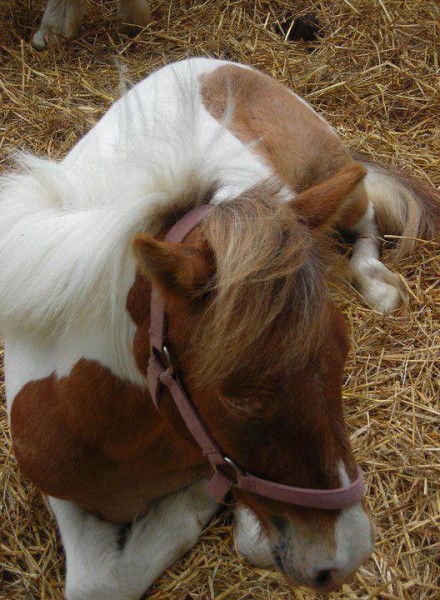 Photo de profil de nougatine23