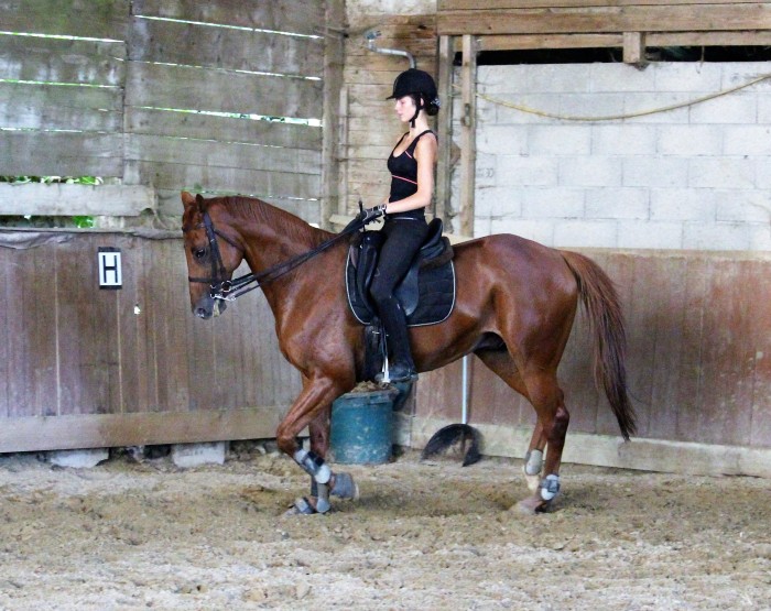 Photo de profil de ocedressage