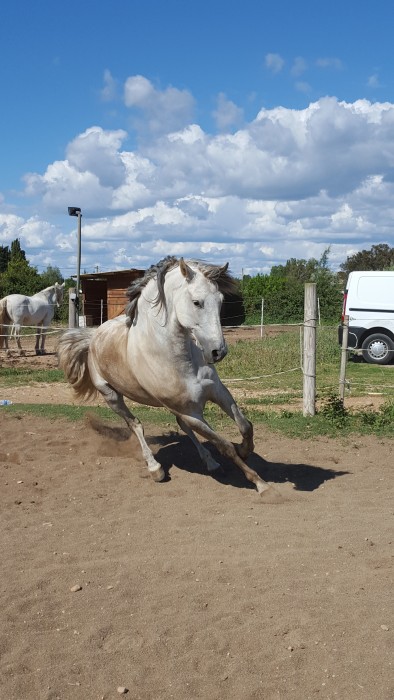 Photo de profil de oriondelaespada