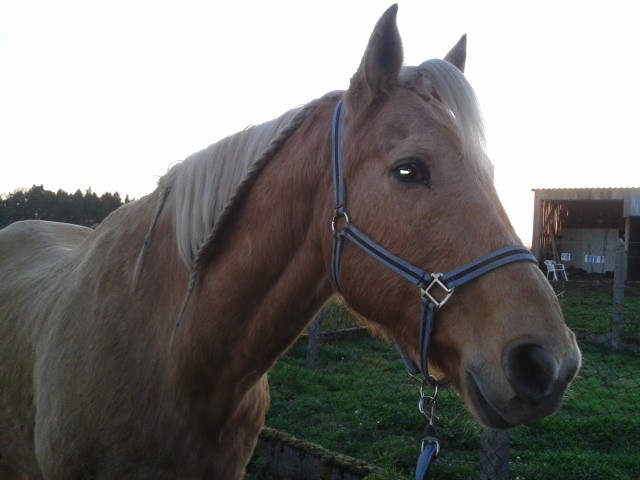 Photo de profil de palomino03