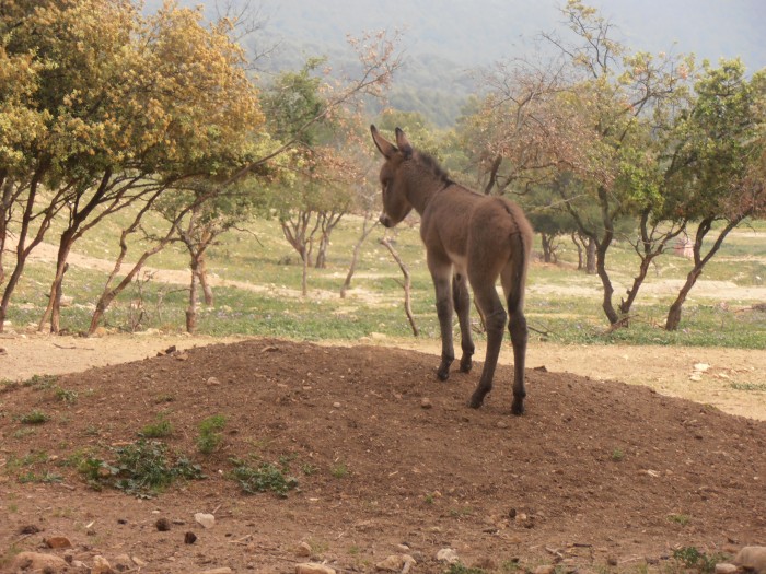 Photo de profil de passioncheval.