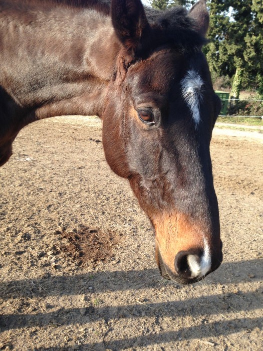 Photo de profil de passioncheval13