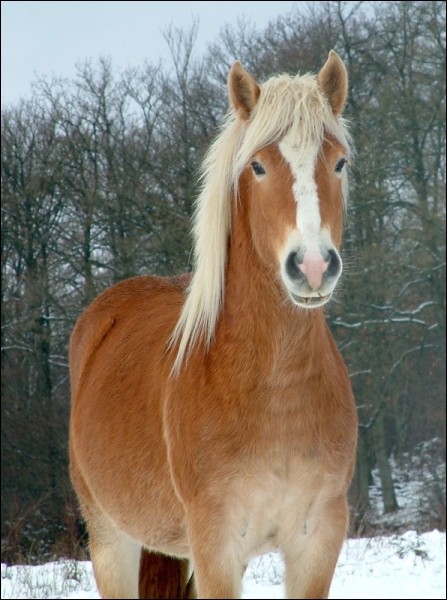 Photo de profil de passion.equit