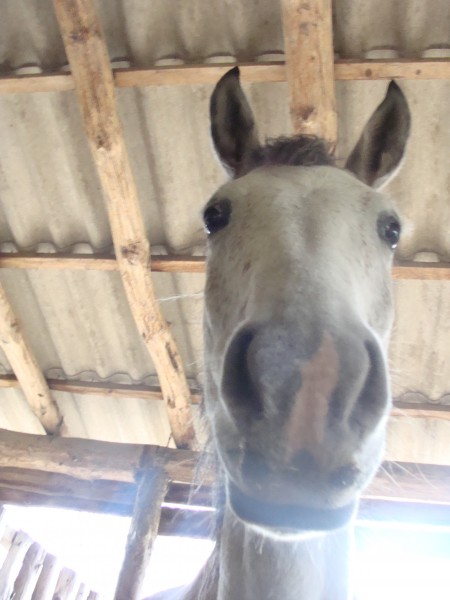 Photo de profil de pensoinchevaux