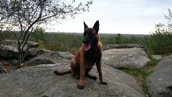 Photo de profil de percevall