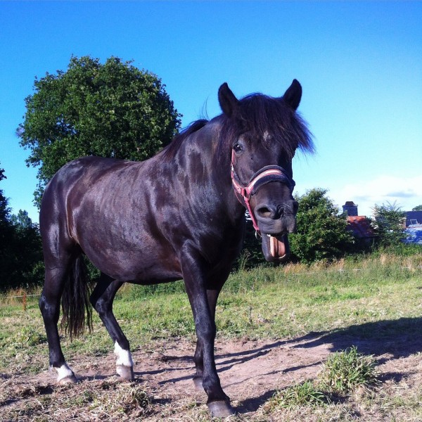 Photo de profil de petiteblue