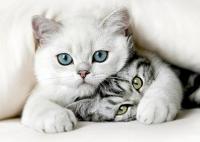Pimimi