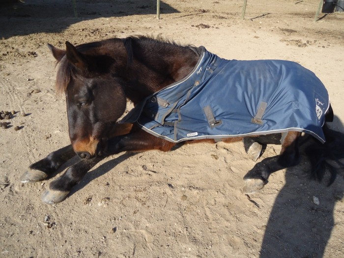 Photo de profil de plessyidolebib