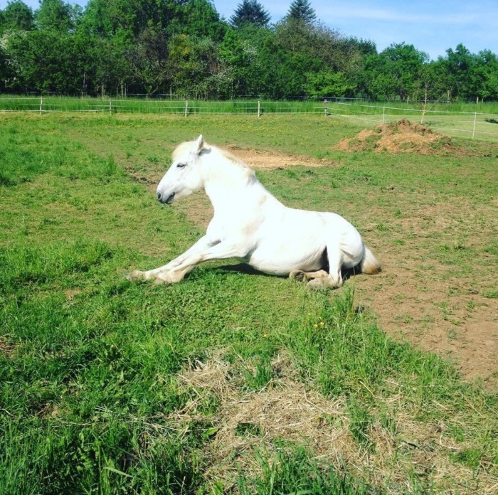 Photo de profil de pony_plume