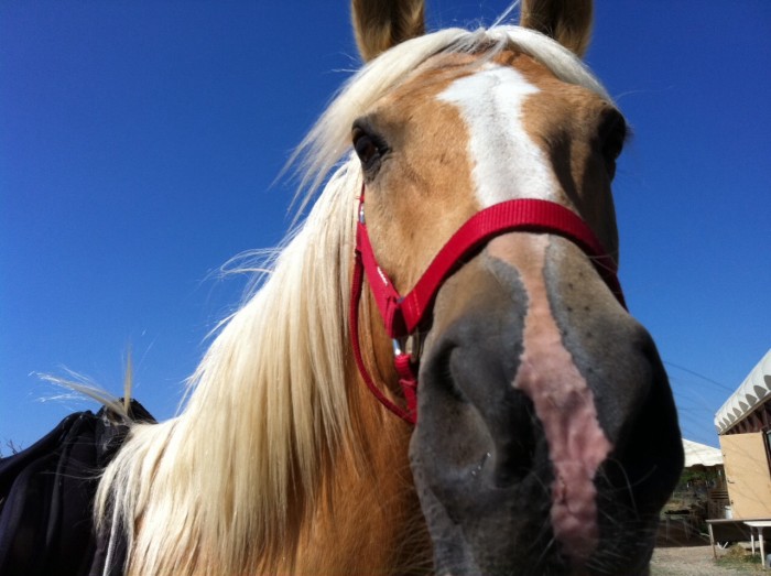 Photo de profil de ramsesdu34