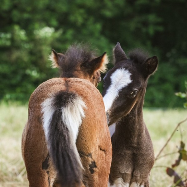 Photo de profil de ridinghorse