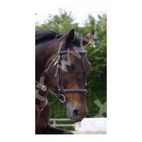 Photo de profil de romanevivat