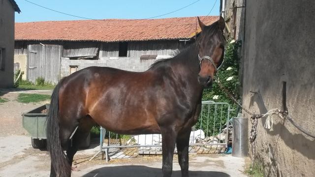 Photo de profil de rotteurfran