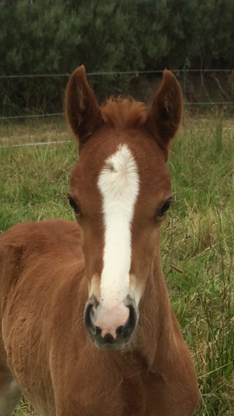 Photo de profil de saphyracette